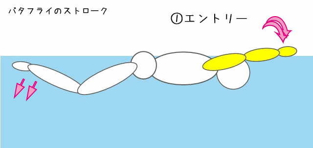 バタフライのストローク うねりのコツを掴むには こっそり水泳マスター