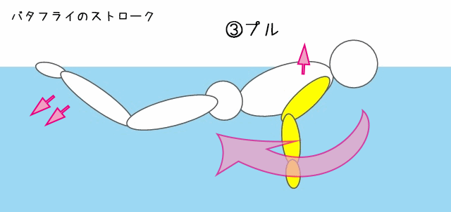 バタフライのストロークイラスト③プル