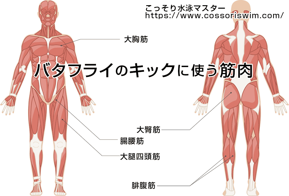 バタフライで使う筋肉は 水泳で筋力をつけるメリット5つ こっそり水泳マスター