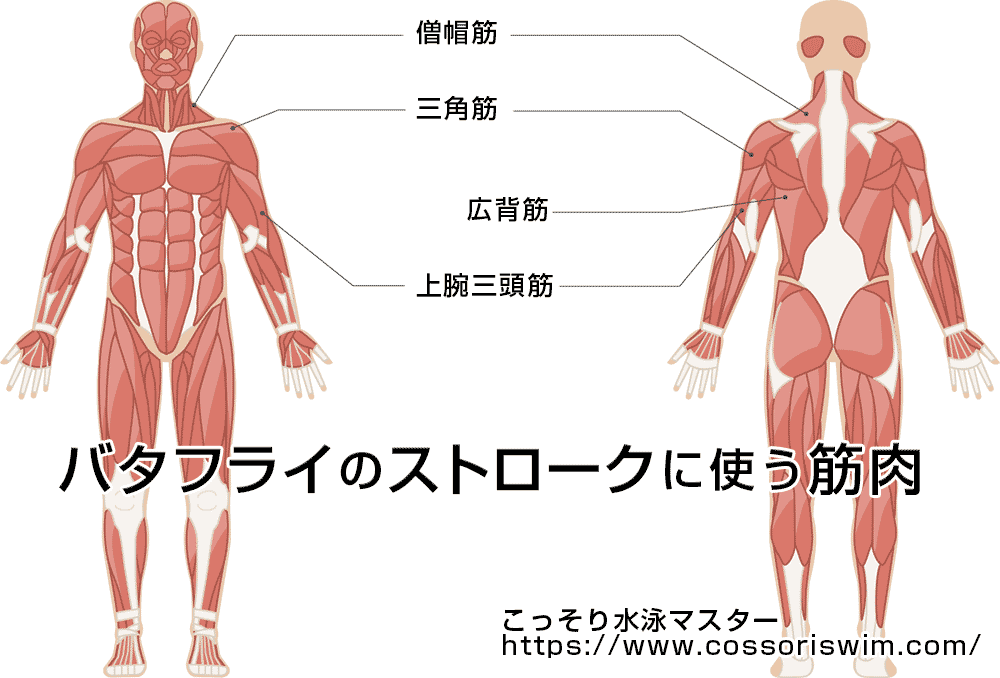 バタフライのストロークでよく使う筋肉の図