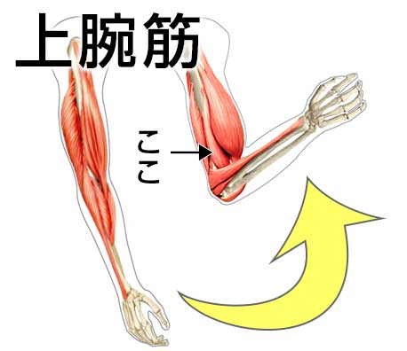 平泳ぎで使う筋肉の上腕筋の図解