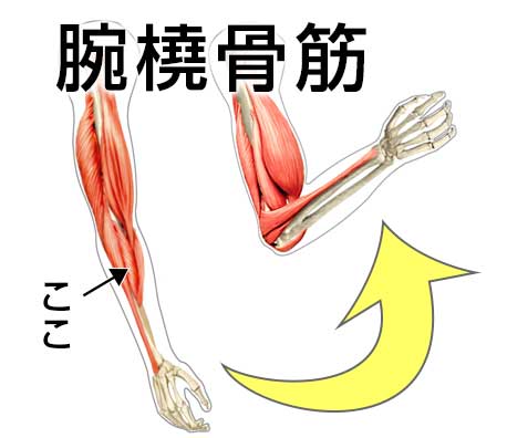 平泳ぎで使う筋肉の腕橈骨筋の図解