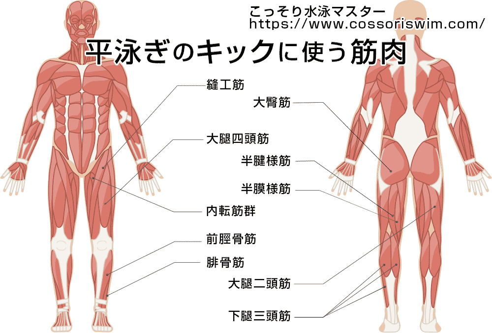 平泳ぎのキックでよく使う筋肉の図解