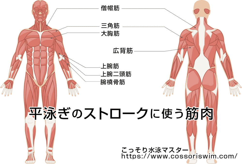 平泳ぎのストロークでよく使う７つの筋肉の図解