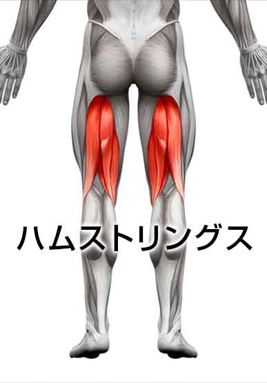 平泳ぎで使う筋肉のハムストリングスの場所