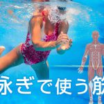 平泳ぎで使う筋肉の鍛え方～速くなるための筋トレ方法とは