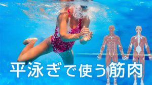 平泳ぎで使う筋肉の鍛え方～速くなるための筋トレ方法とは